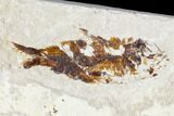 Two Cretaceous Fossil Fish (Armigatus) - Lebanon #111689-2